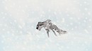 Koroo in the snow