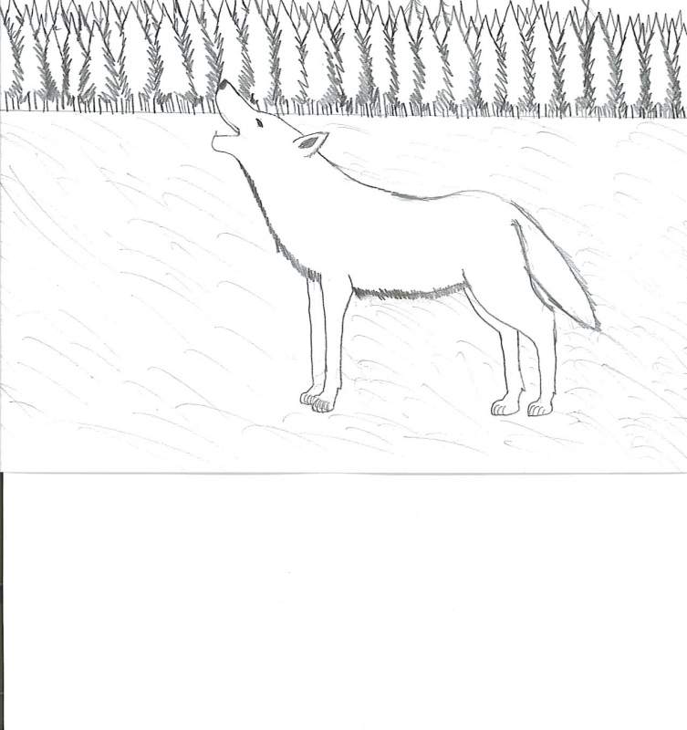 The Loner