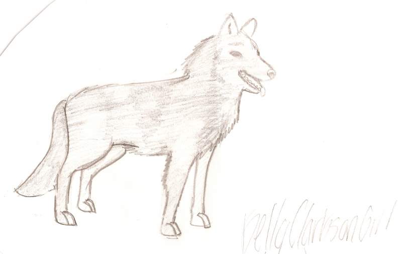 Random Wolf