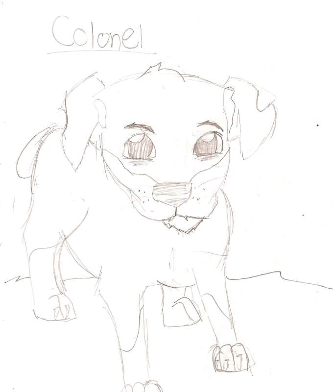 Colonel