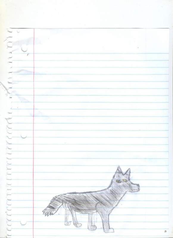 wolf