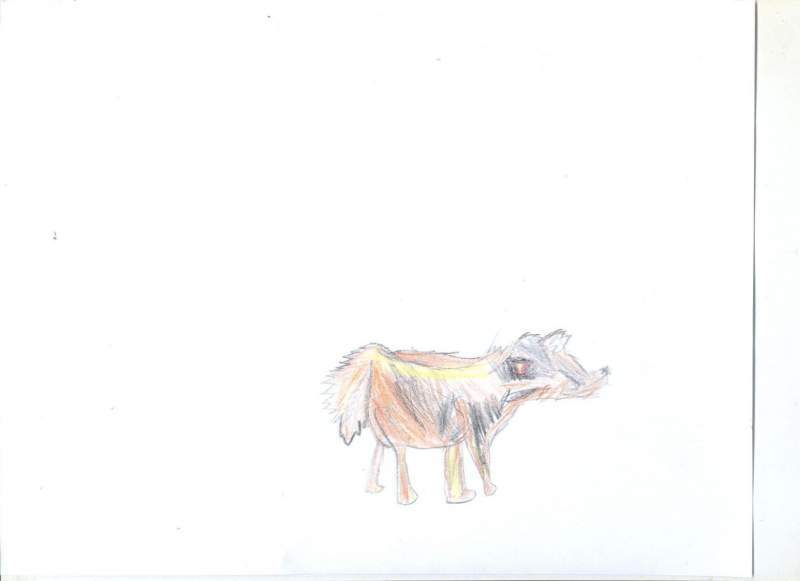 wolf 3