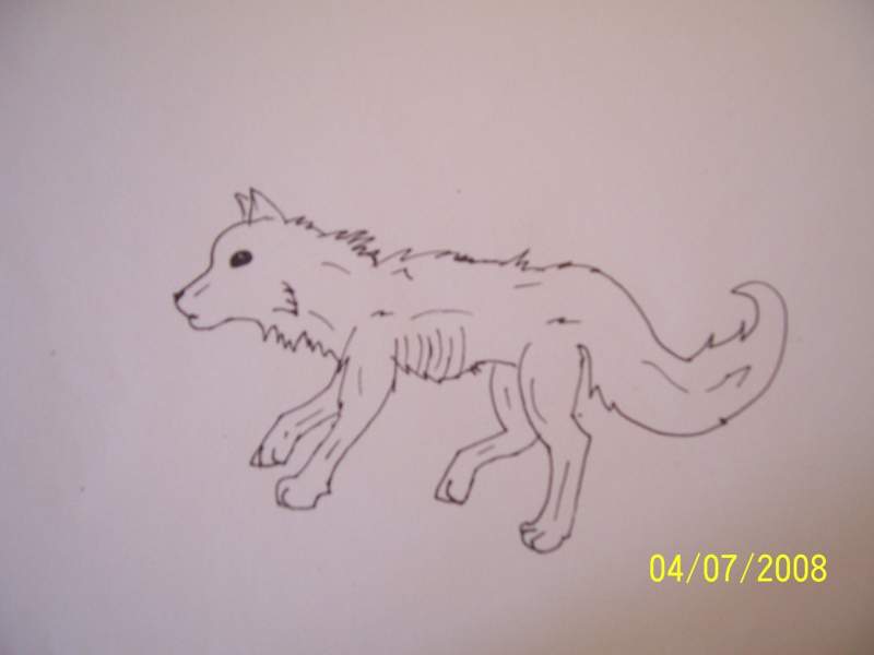 Arctic Fox.