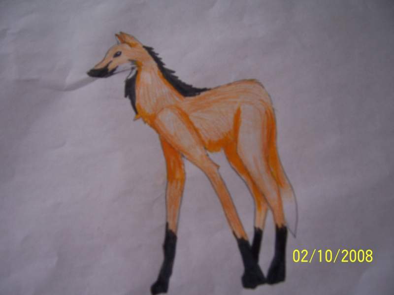 Maned Wolf