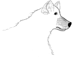 A Fox