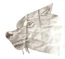 Real balto