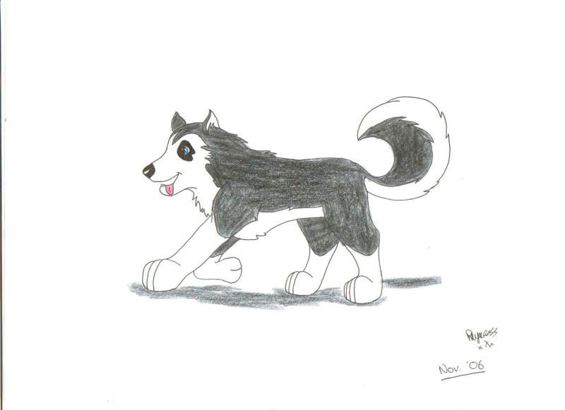 Steele as a puppy
