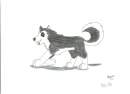 Steele as a puppy