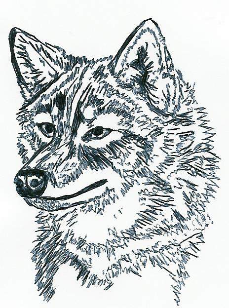 	Wolf Sketch
