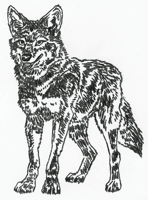Wolf Sketch 2