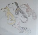 Mes quatre chiens de traîneaux préférés colorié