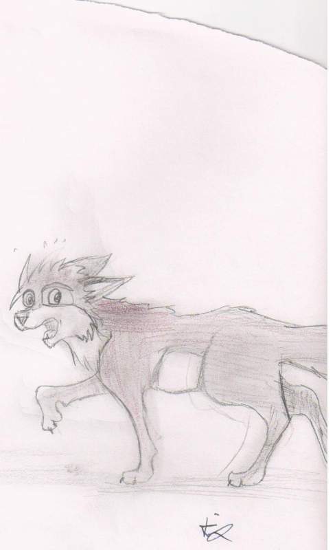 un loup  
