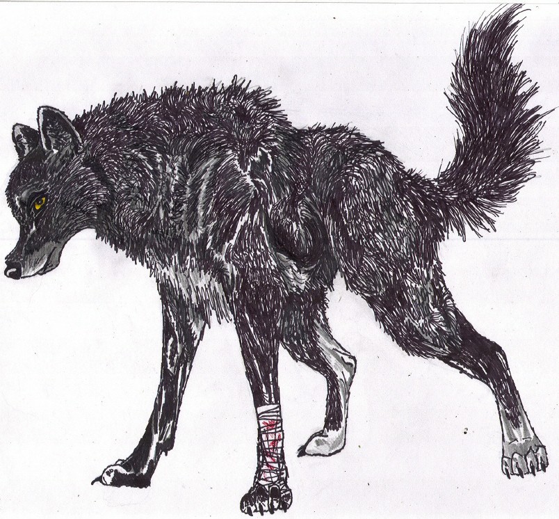 Black Wolf