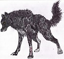Black Wolf