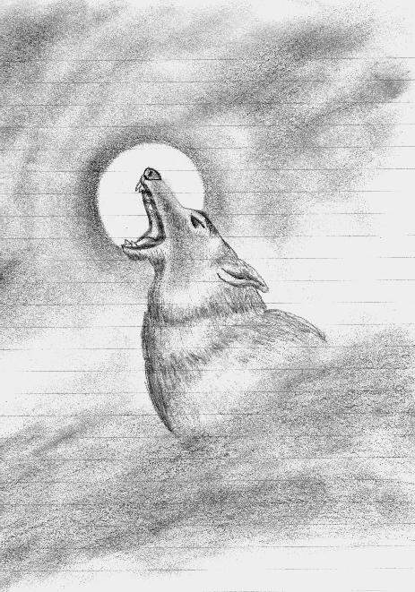 Coyote
