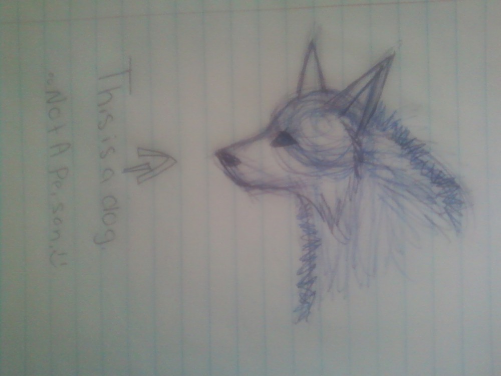 basic drawing of white wolf in pen