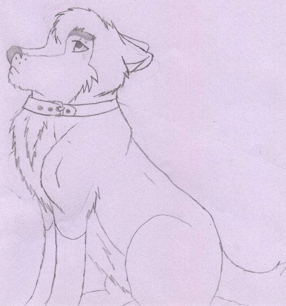 Dingo............