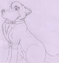 Dingo............