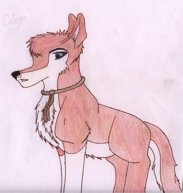 Dingo in new style