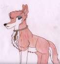 Dingo in new style