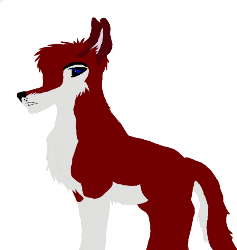 Dingo drawing coloured