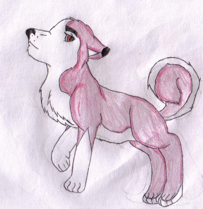 Saba/Lily