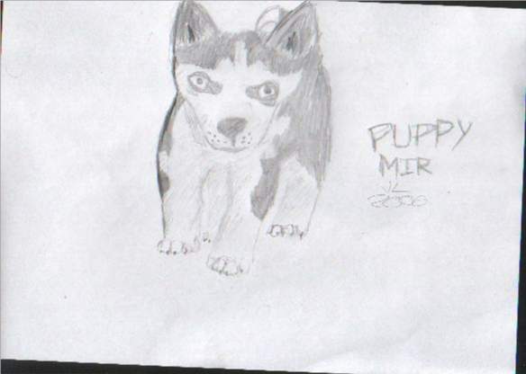 puppy mir