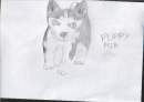 puppy mir