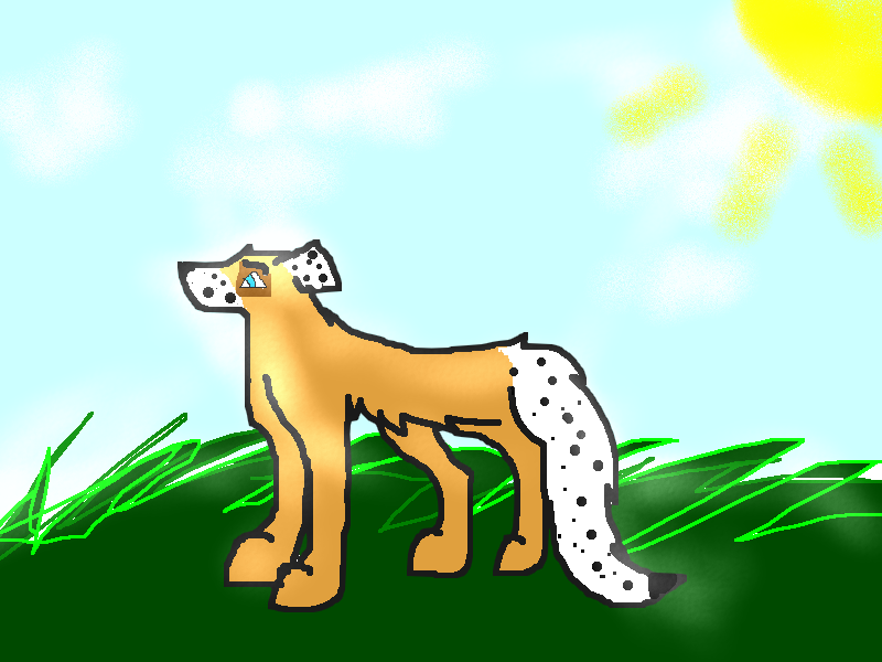 Camper Walks