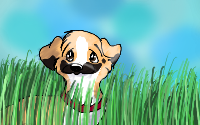 Field of grass