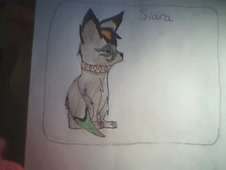 A new fox character