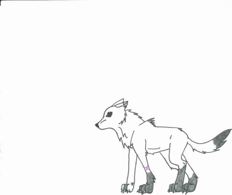 Random Wolf?