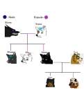 Family Tree *Edit*