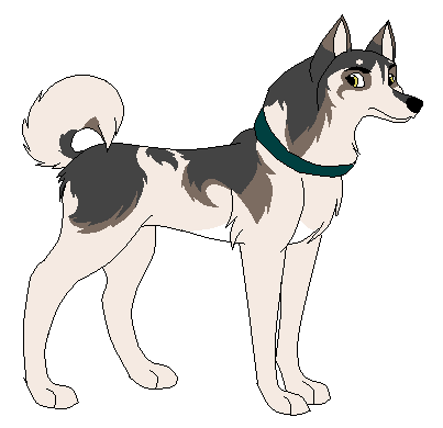 Design: Labrador Husky