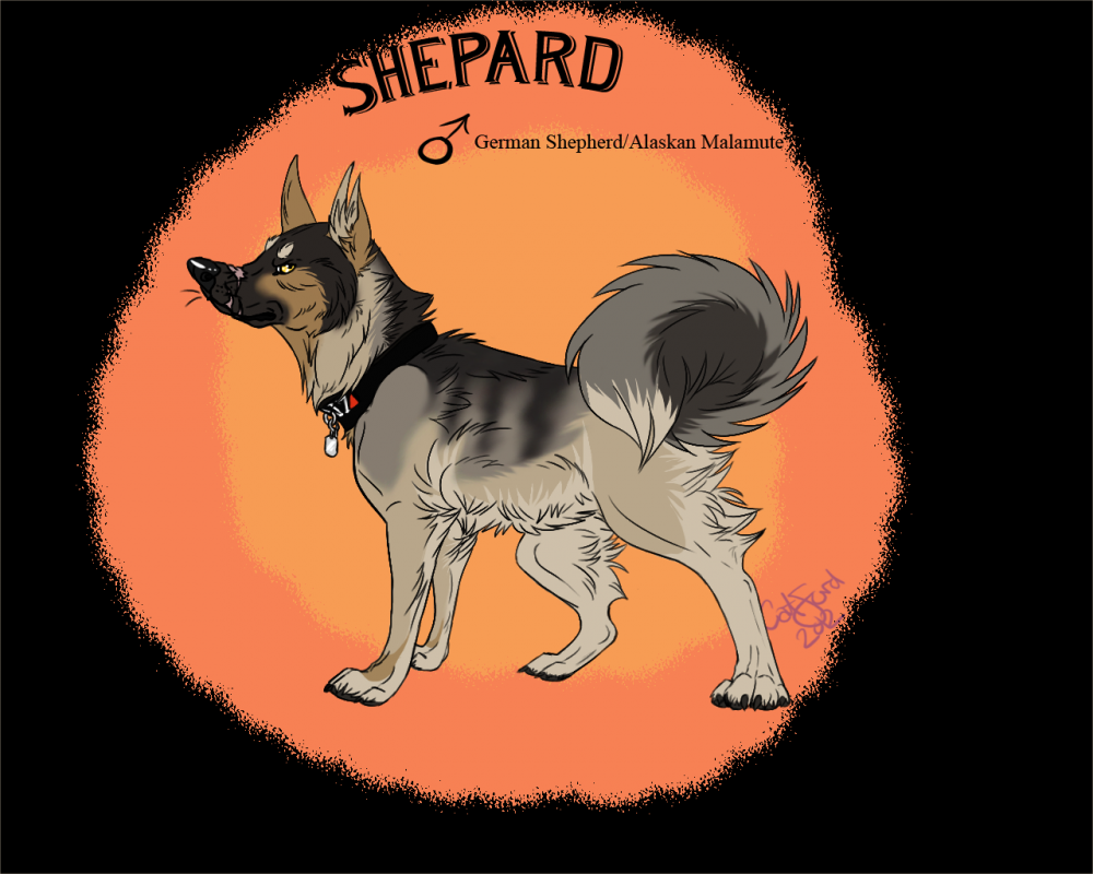 Shepard 