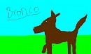 Bronco