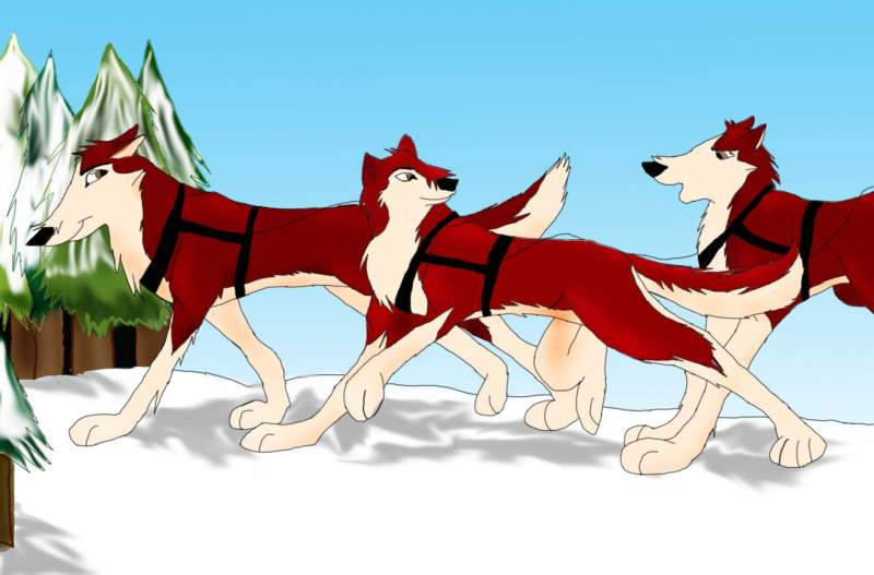 Dingo, charlie and kodi