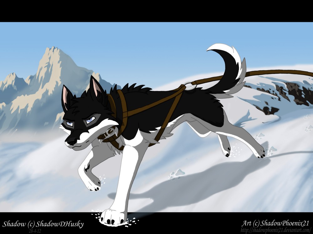 Lead Husky