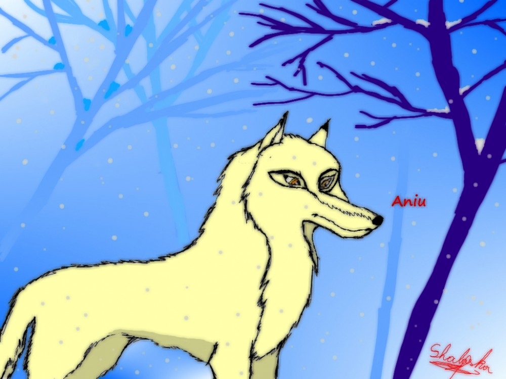 Aniu