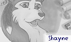 Shayne