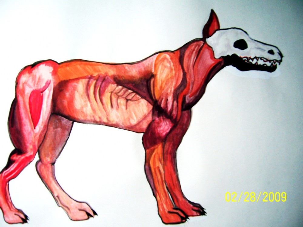 The muscle structure of a wolf.....