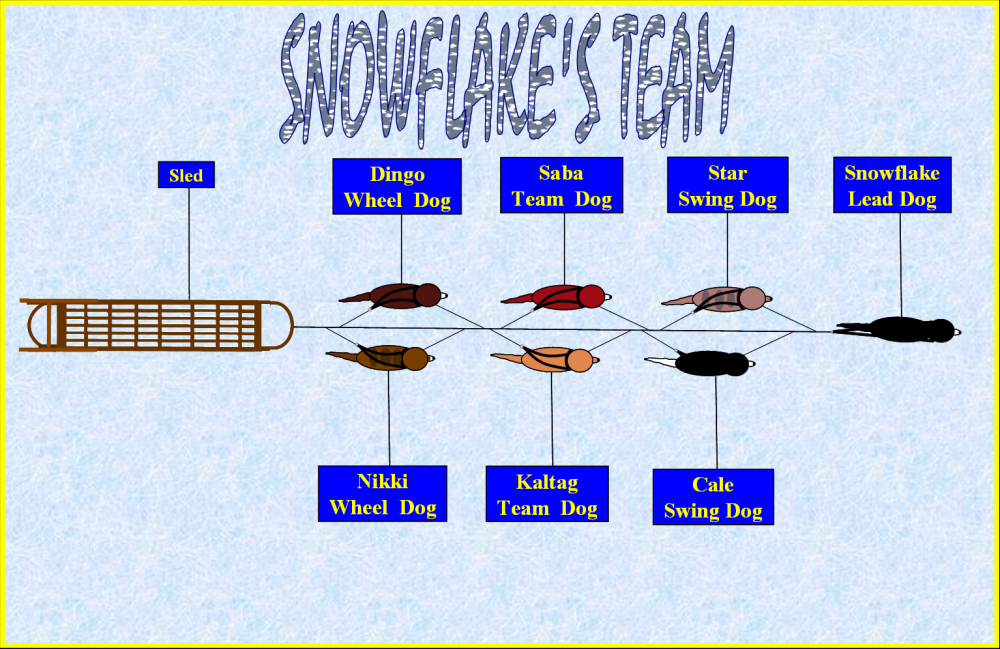 Snowflake's Team