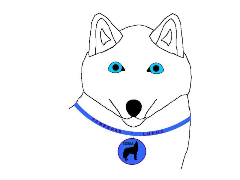 Sheba head closeup