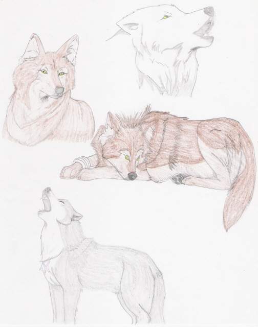 realistic wolf rain