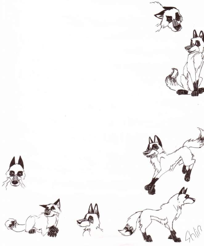 Wolf Stationary!