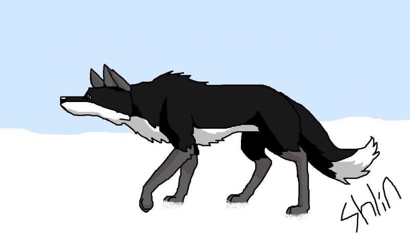 Dog in the Snow