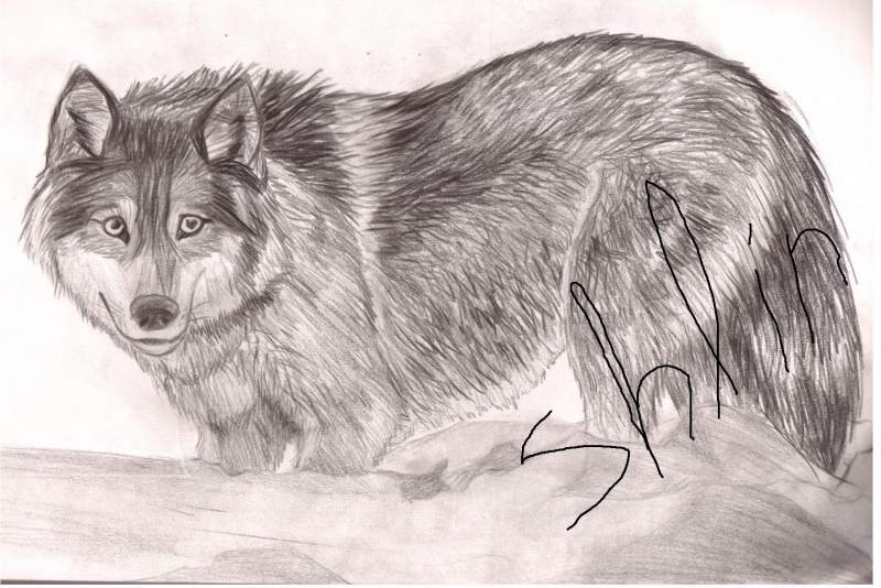 Wolf in Snow