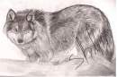 Wolf in Snow