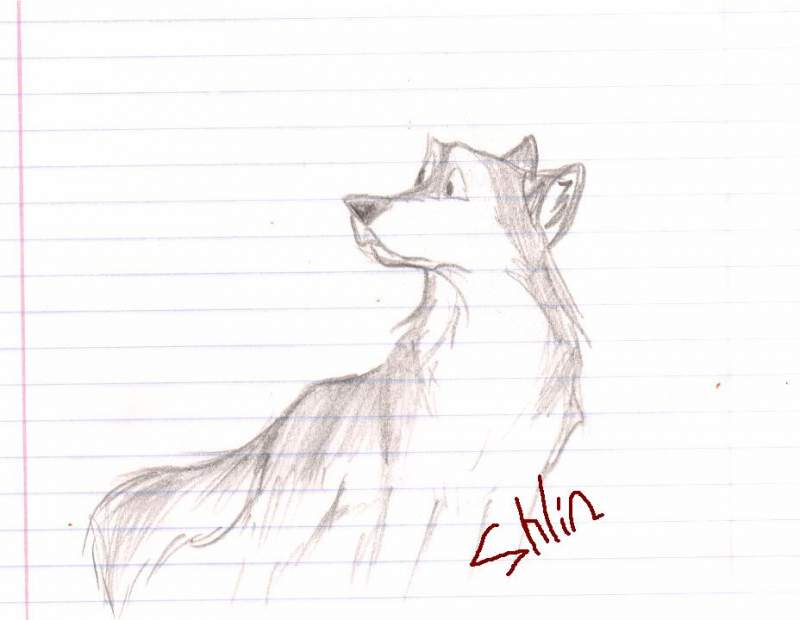 random doggie