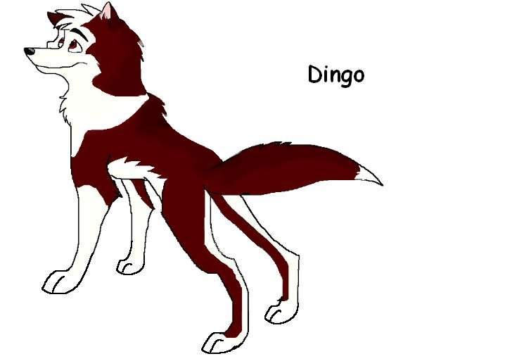 Dingo